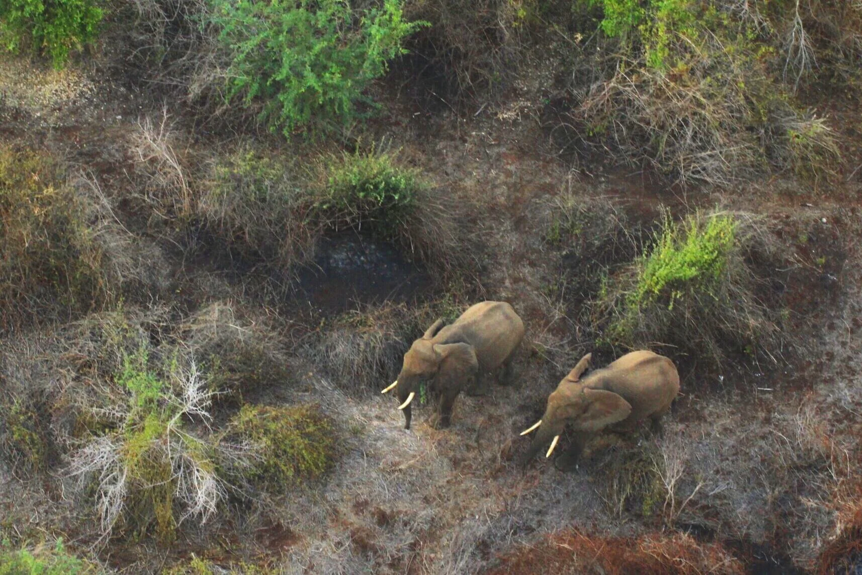 By The Elephants, For The Elephants