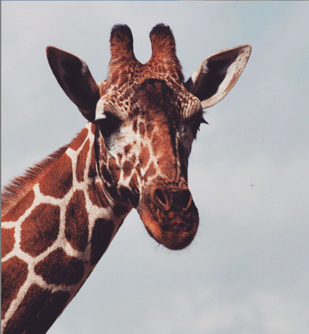 Tracking Towers;  Satellite monitoring for northern Kenya’s endangered reticulated giraffe