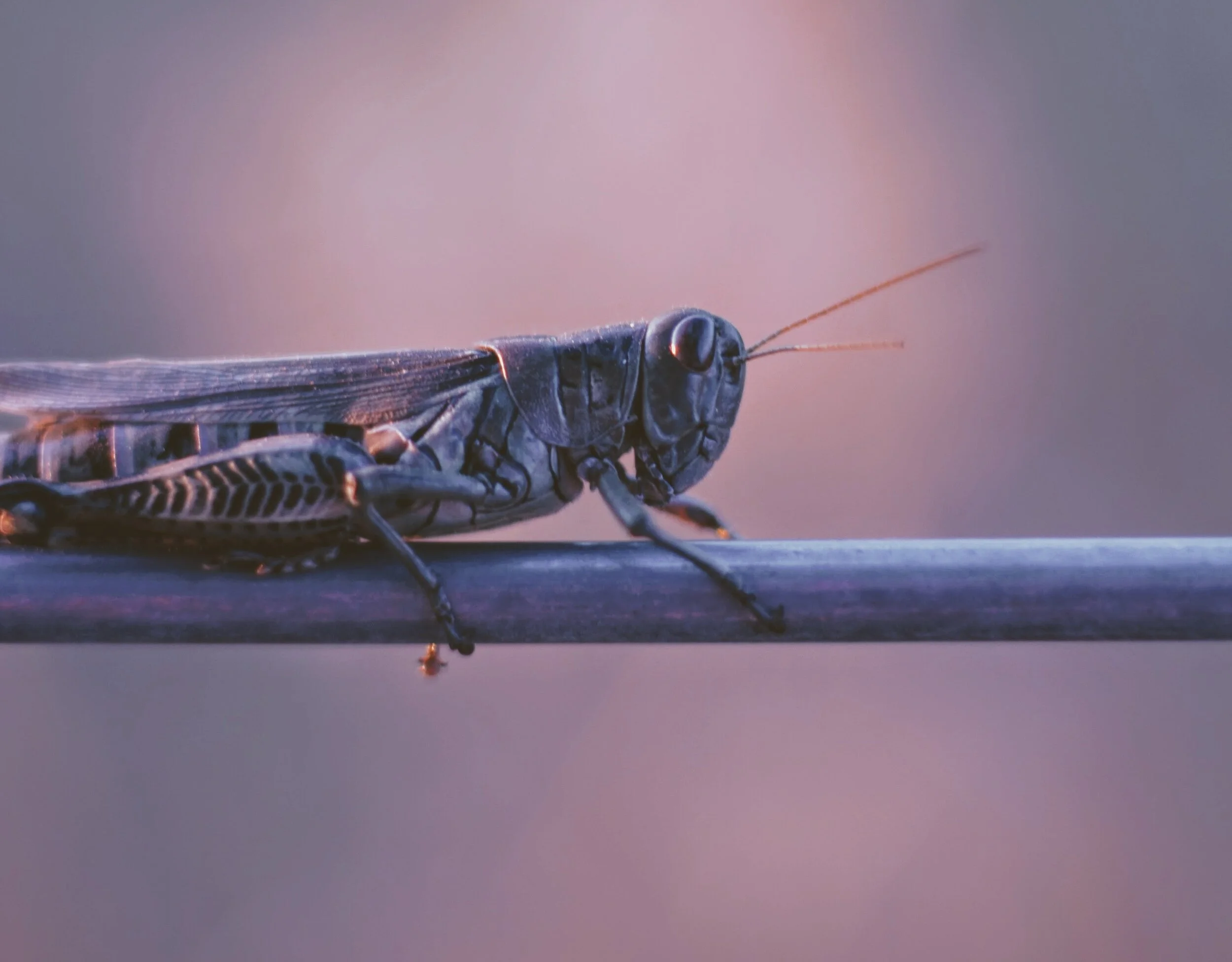 Information Regarding the Locust Invasion in Northern Kenya