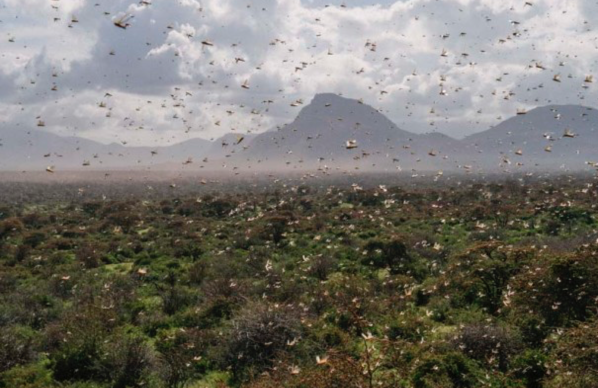 Paul Allen: You Can Fight a Locust Outbreak With Tech. Here's How.