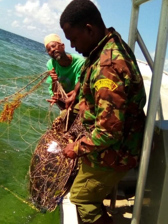 Pate Marine Scouts Rescue Sea Turtle Just in Time 