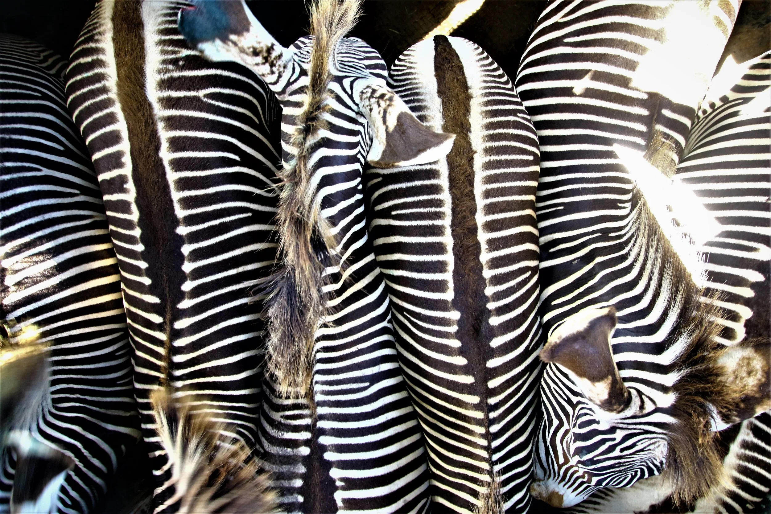 Endangered Grevy’s Zebra Herd Successfully Translocated to Sera Community Conservancy