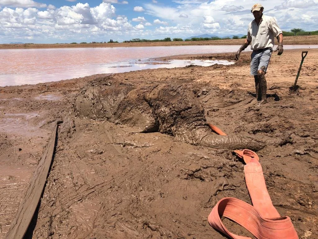 Elephant Rescued in Nannapa Community Conservancy