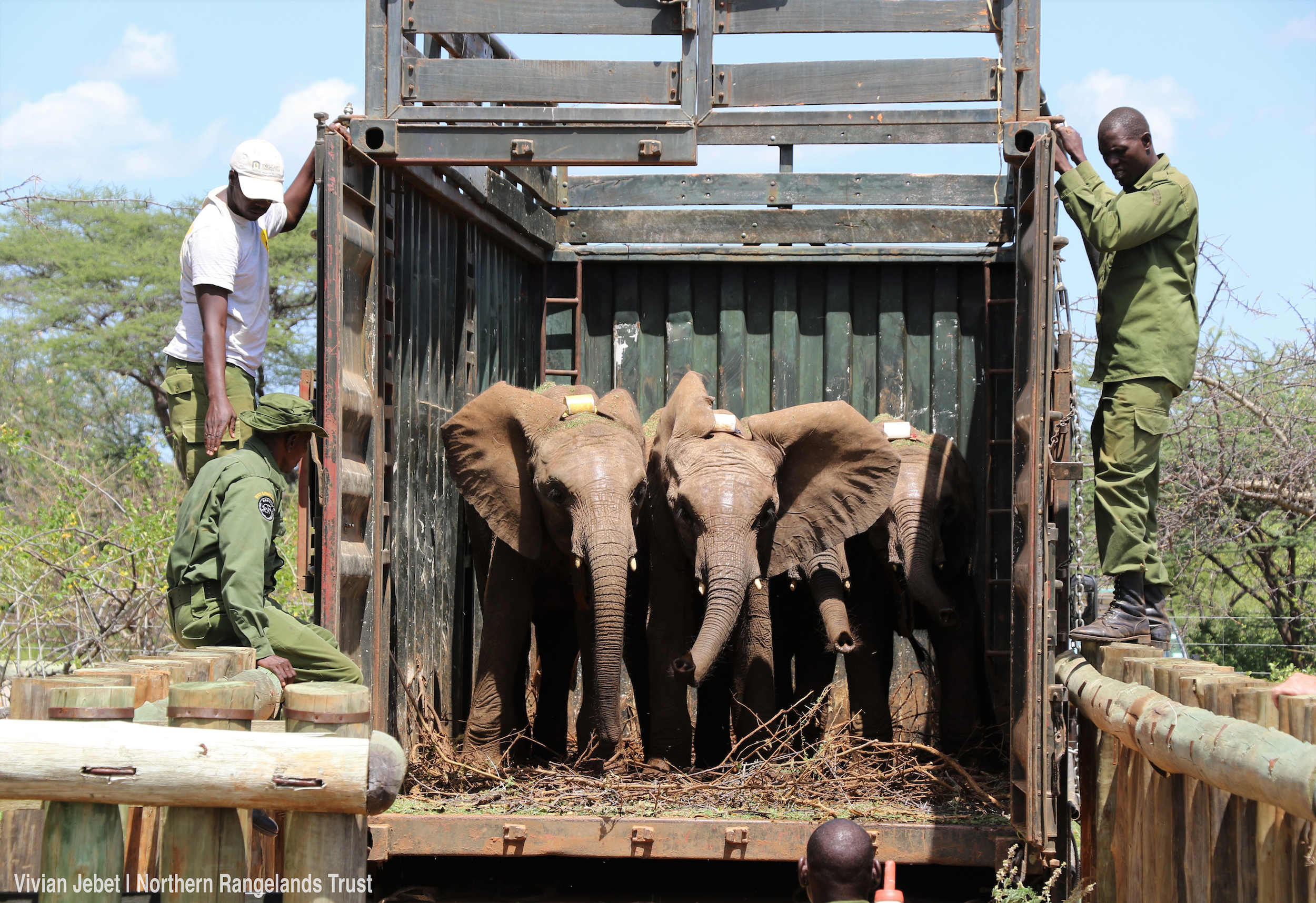 sophie the giraffe elephant friend