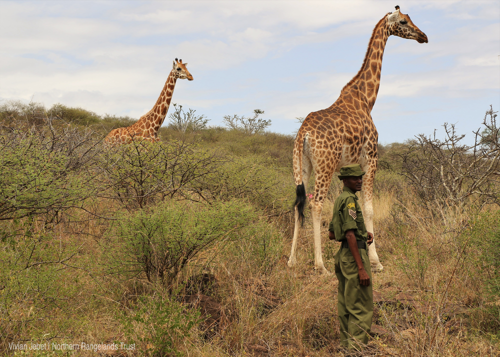 RUKO Driving Rothschild giraffe conservation in Baringo County