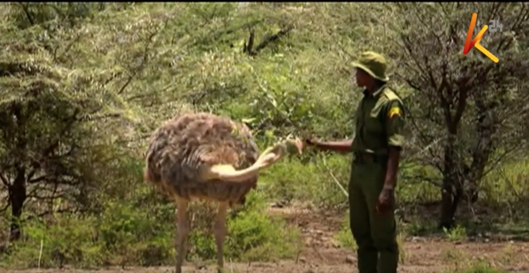 Ostrich, Impala, Warthogs Rescued from Vanishing Island