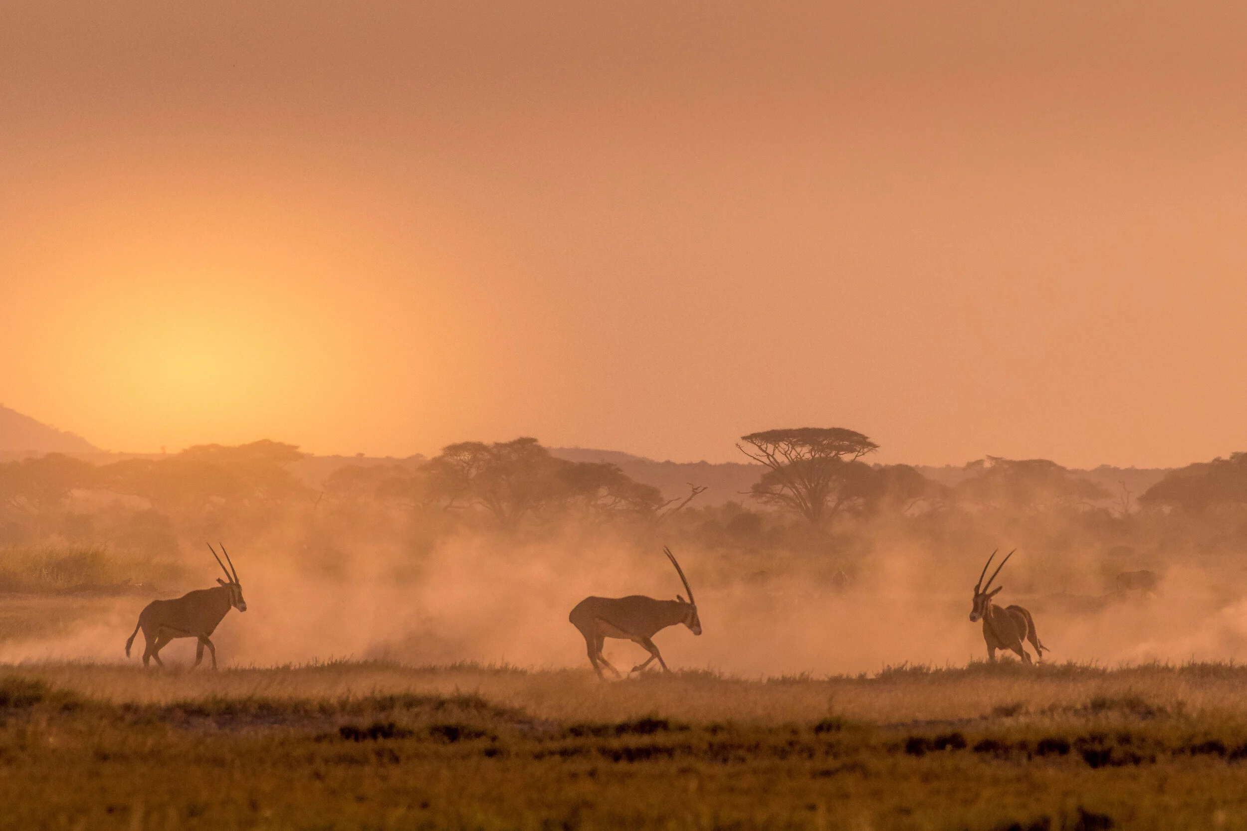 Aerial Count Reveals Increase in Nakuprat-Gotu Oryx