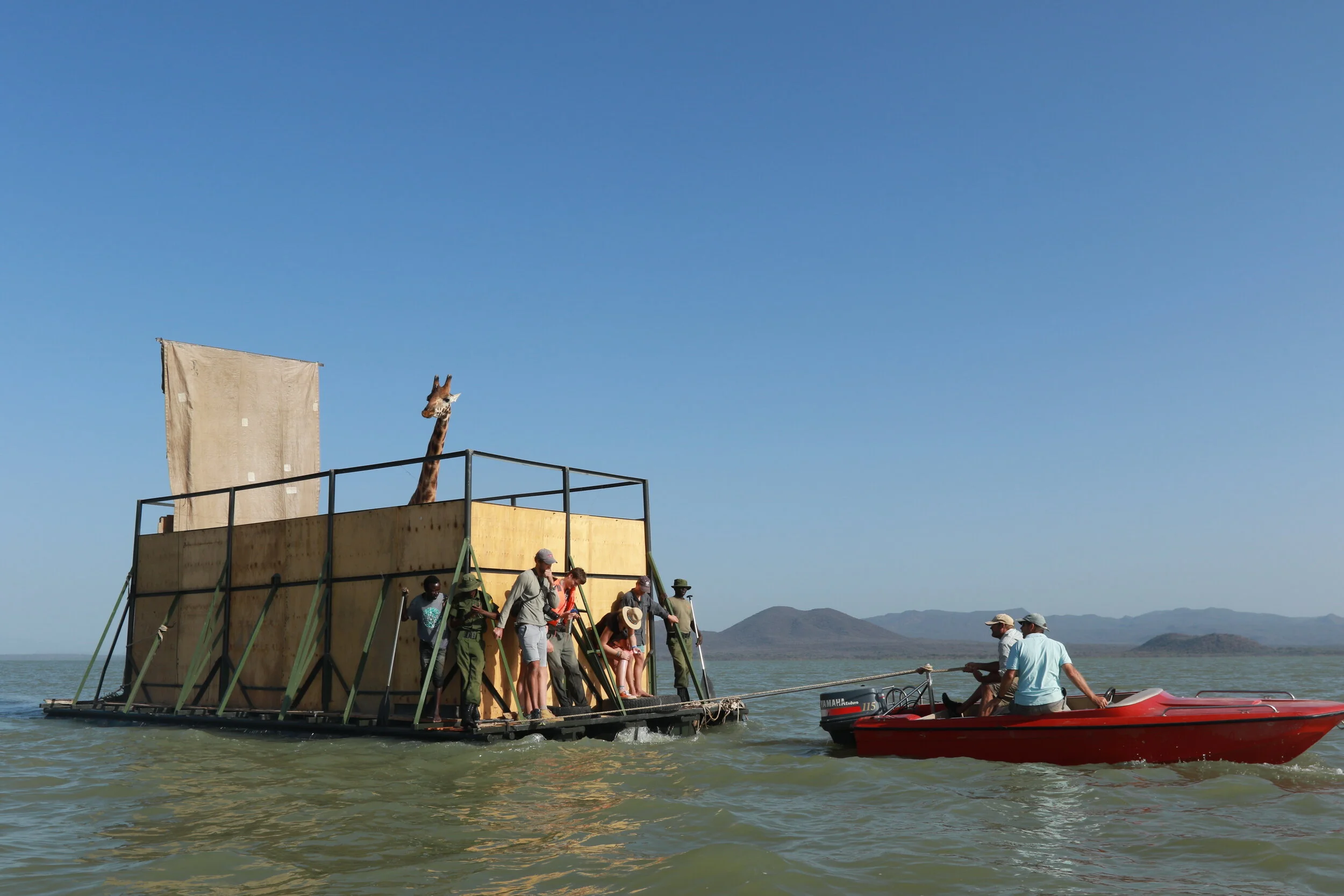 One More Critically Endangered Rothschild Giraffe Moved to Safer Grounds from ‘disappearing’ Island