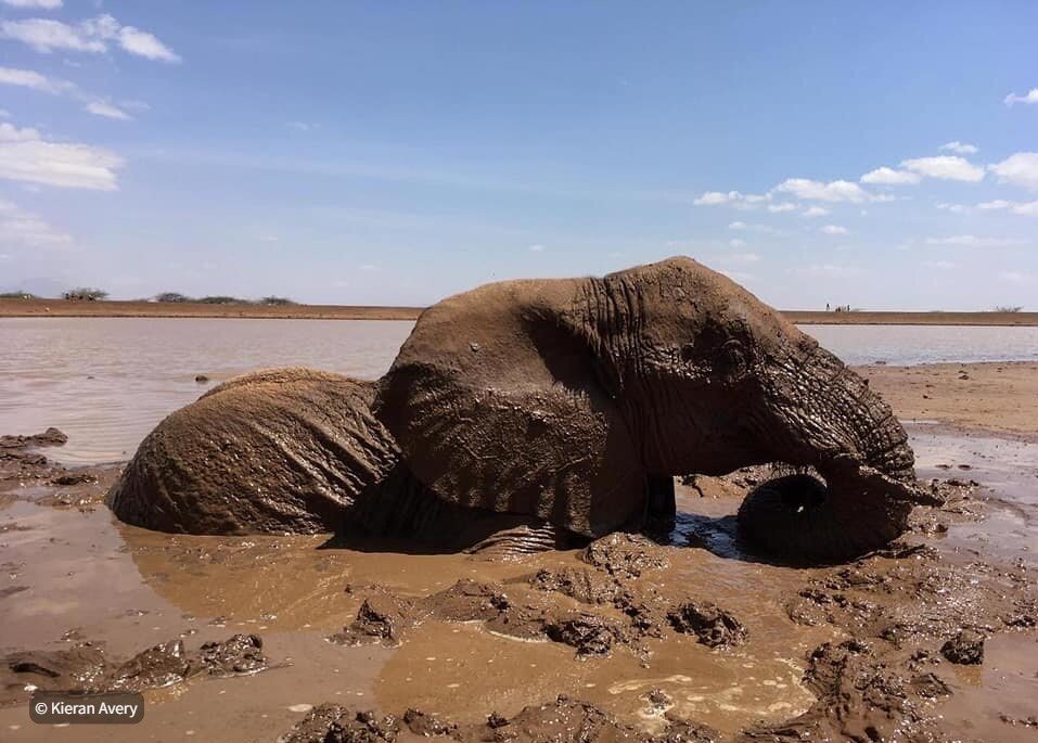 Nannapa Community Conservancy Rescue Elephant Trapped in Mud — Northern  Rangelands Trust