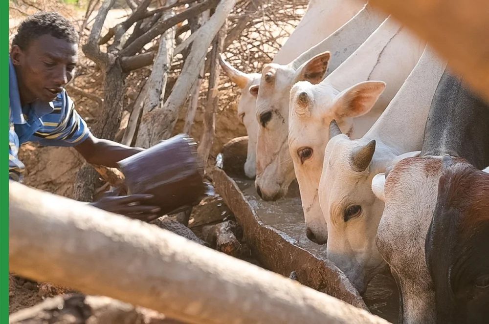 Special Projects — Northern Rangelands Trust