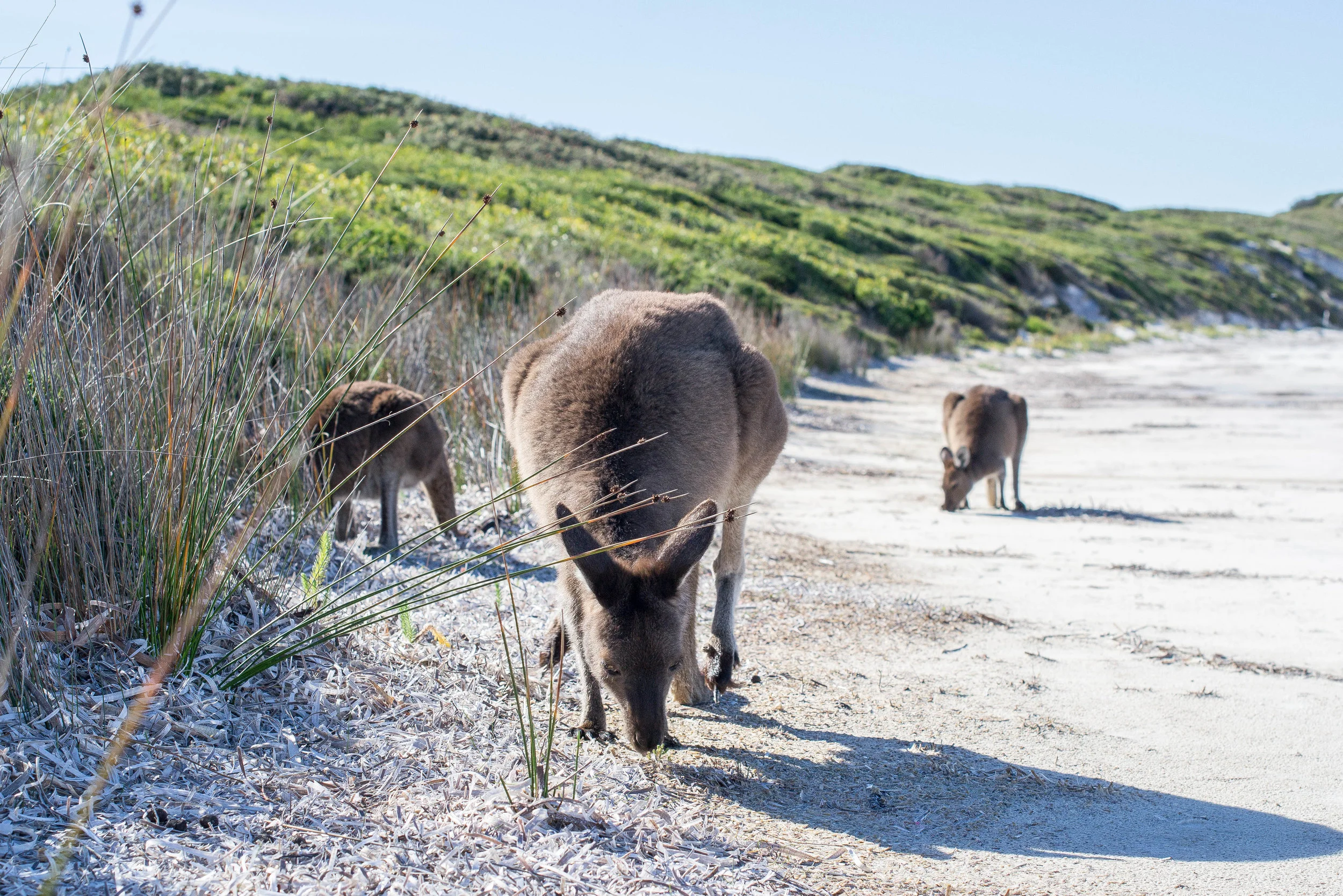 The Kangaroos on Lucky Bay Beach