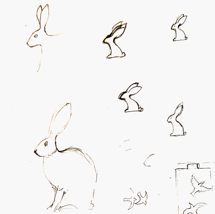 hare sketches crop.jpg