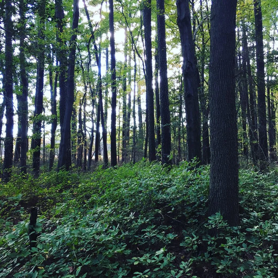  These woods and fields on the Eastern Shore of Maryland look much like they did when Harriet lived, worked, and dreamed in them. This is where she escaped from, and where she’d return to liberate others.  All taken in and around the wonderful Harrie