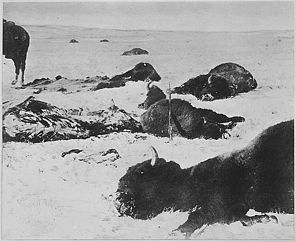 This is what happens when American tourists hit the plains. The decimation of the American buffalo also decimated the Plains Indians’ way of life, particularly those of the women whose job it was to skin and preserve their hides. Courtesy of the National Archives and Records Administration.