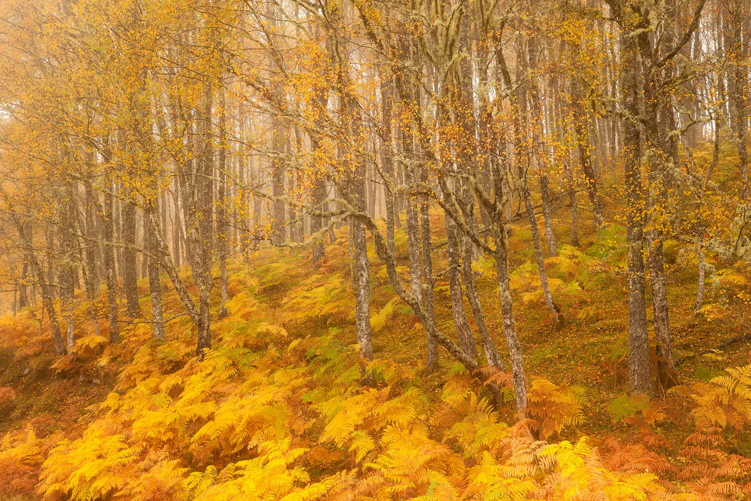 glen-affric-autumn-1.jpg