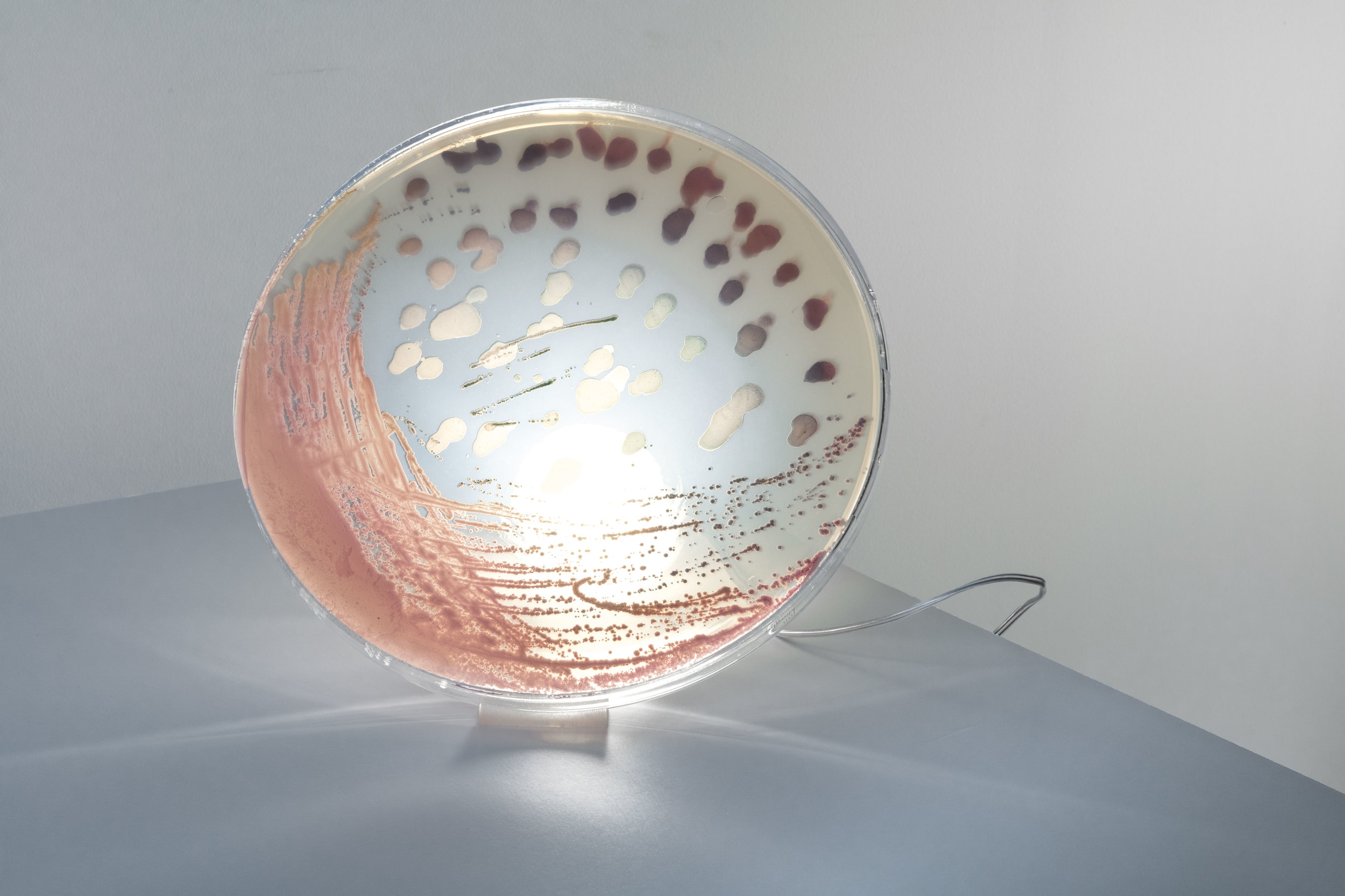 bacteria lamp — jan klingler designs