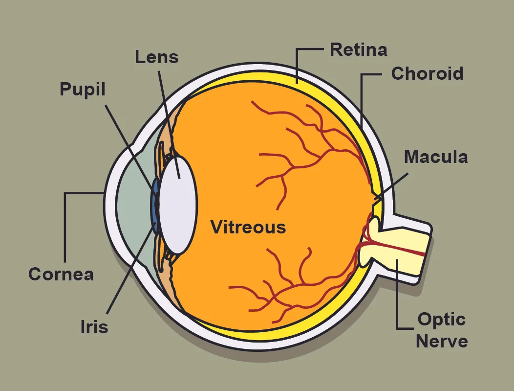anatomy.jpg