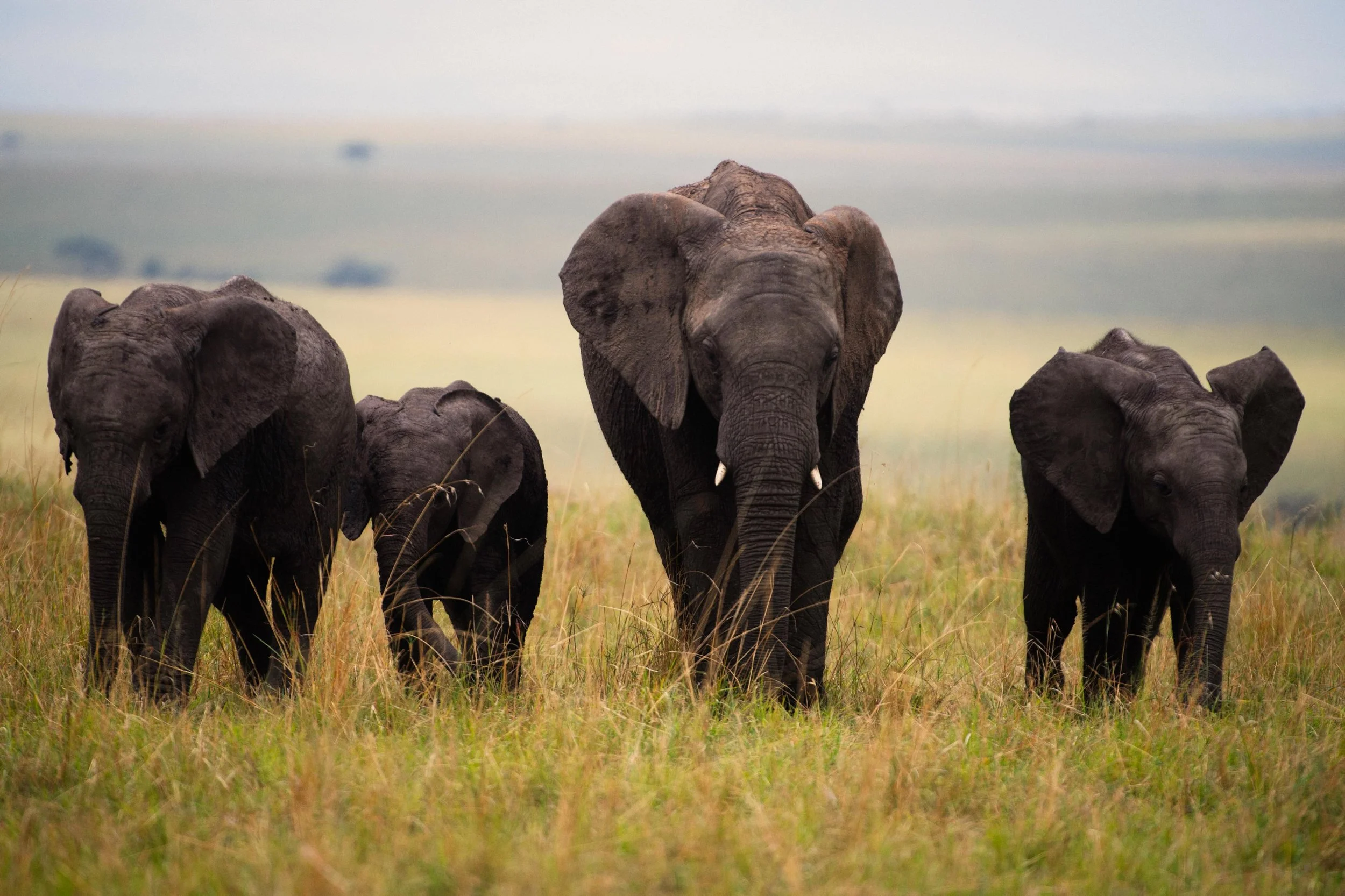 Mara kenya #masaimara #kenya #wildlife #elephants