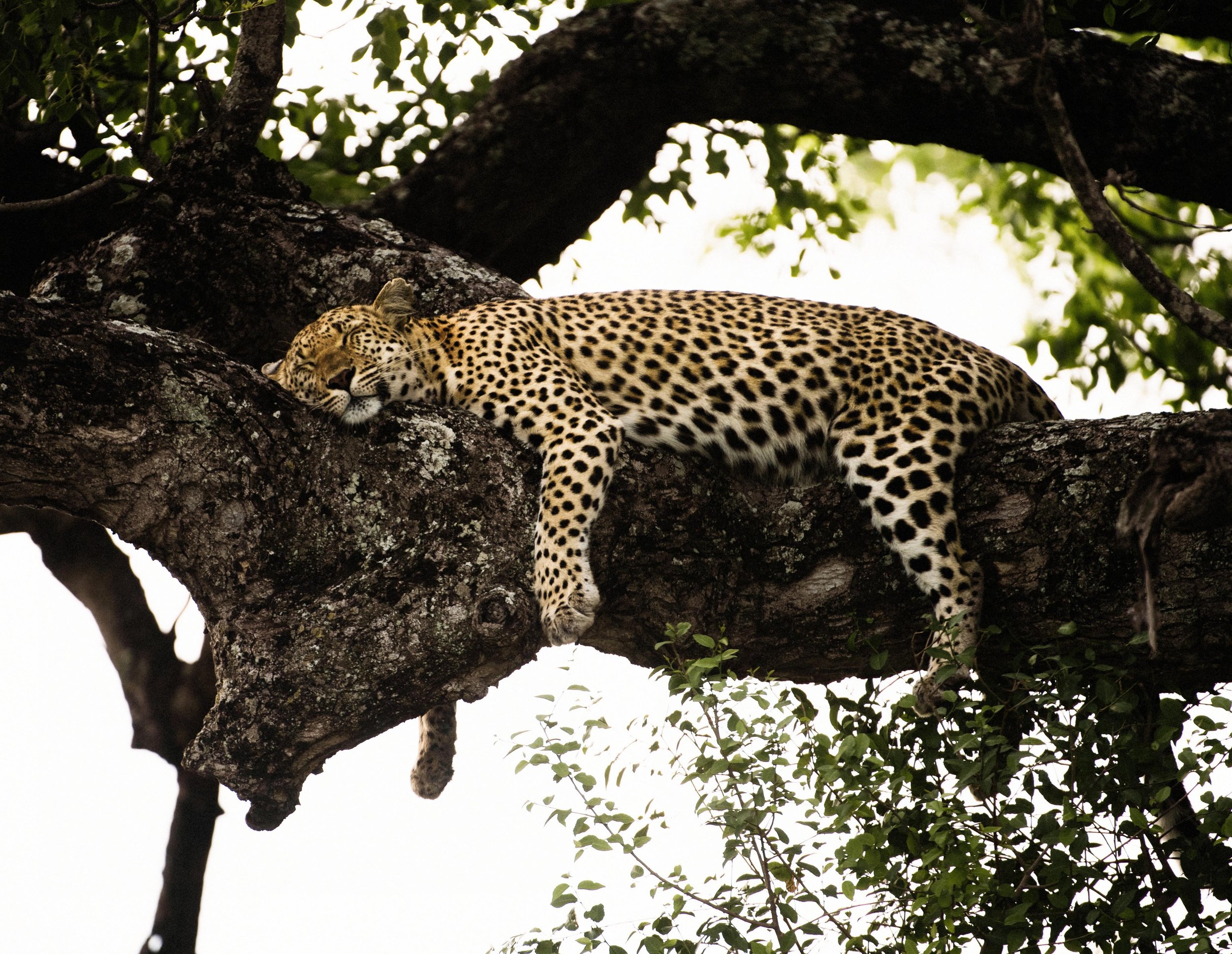 The perfect nap #africa #thornybush