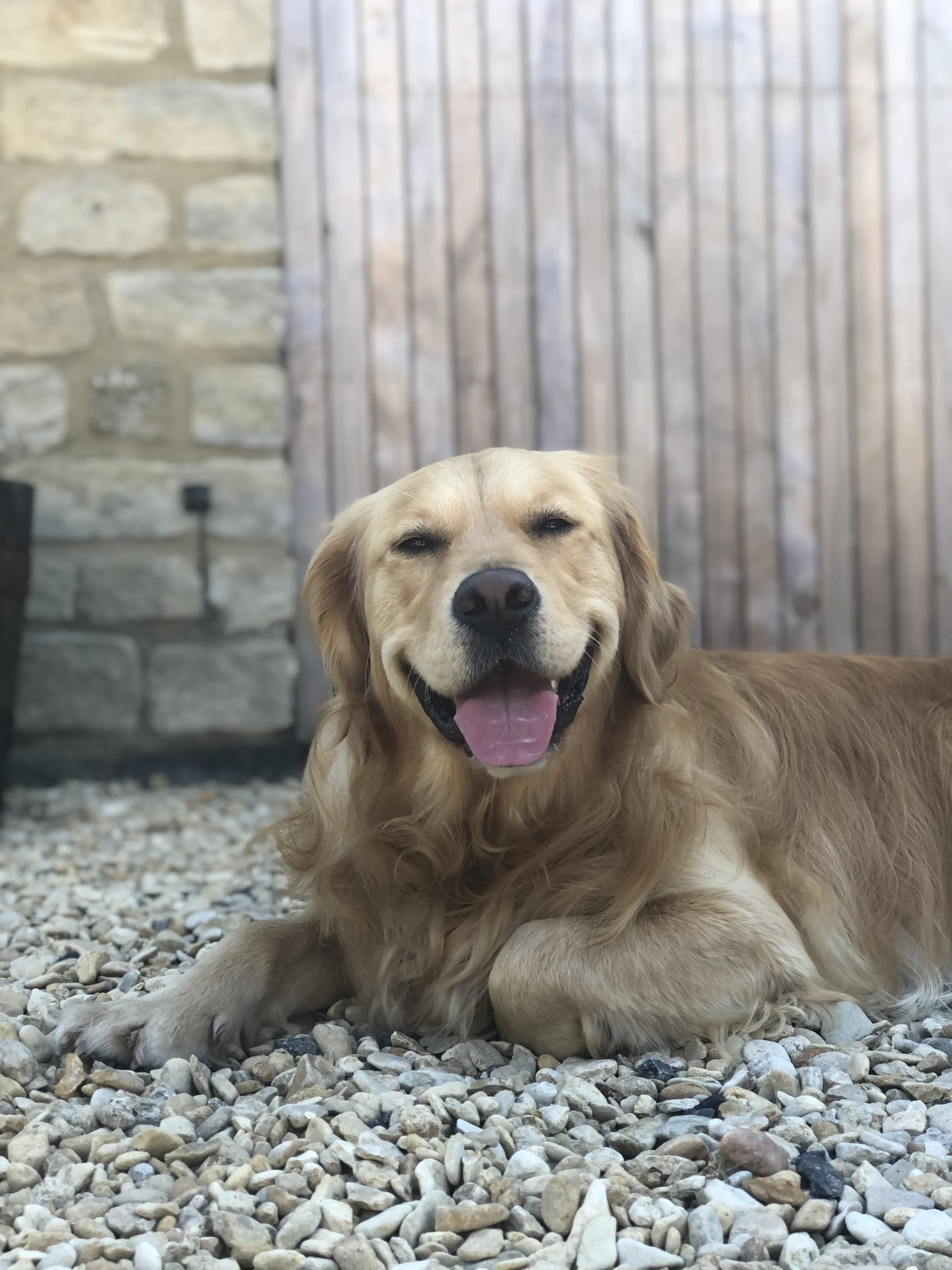 An image of golden retriever lying on the ground, mouth open and tongue hanging out.
