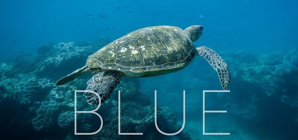 Blue.jpg