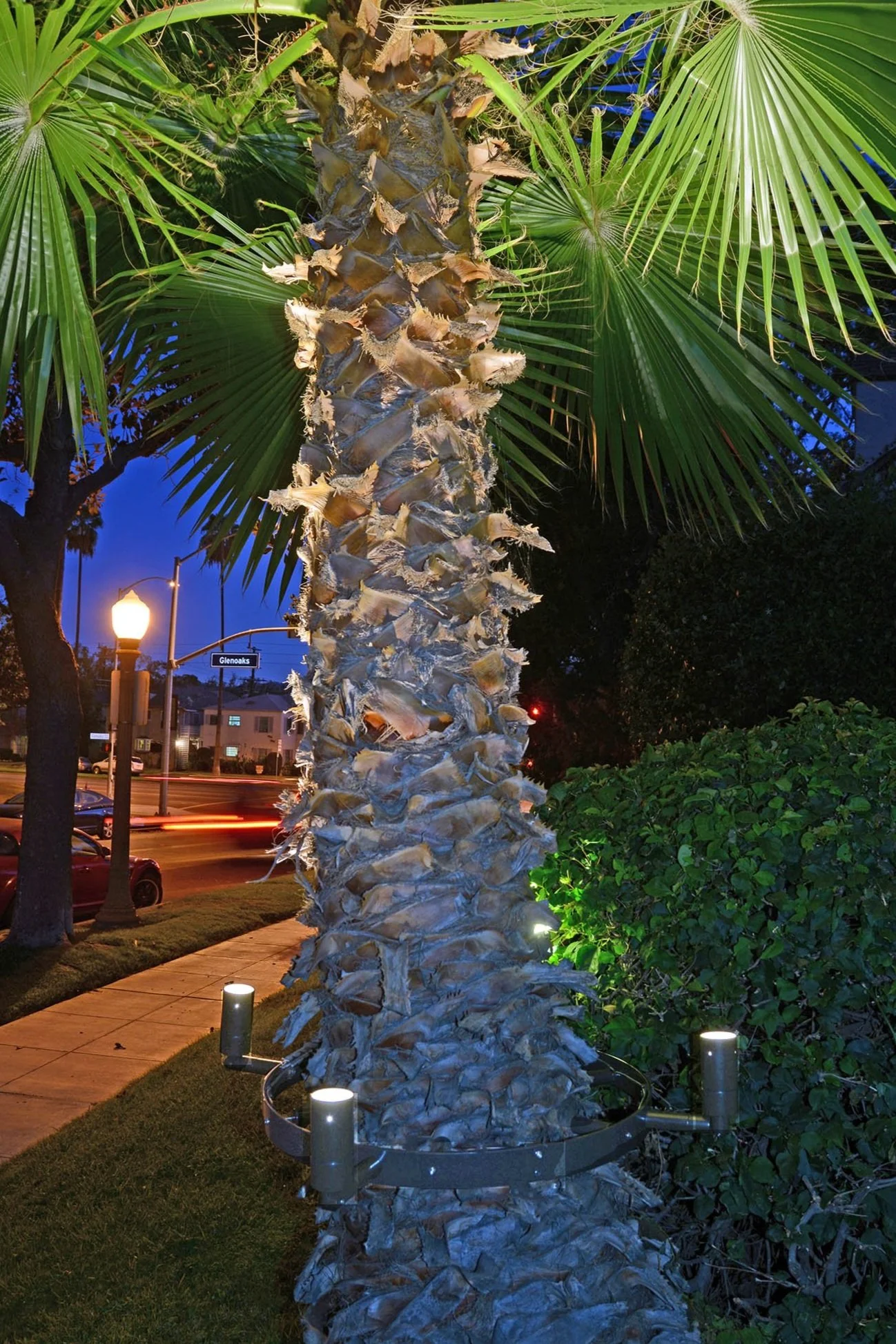Palm Tree Lighting — Lite the Nite