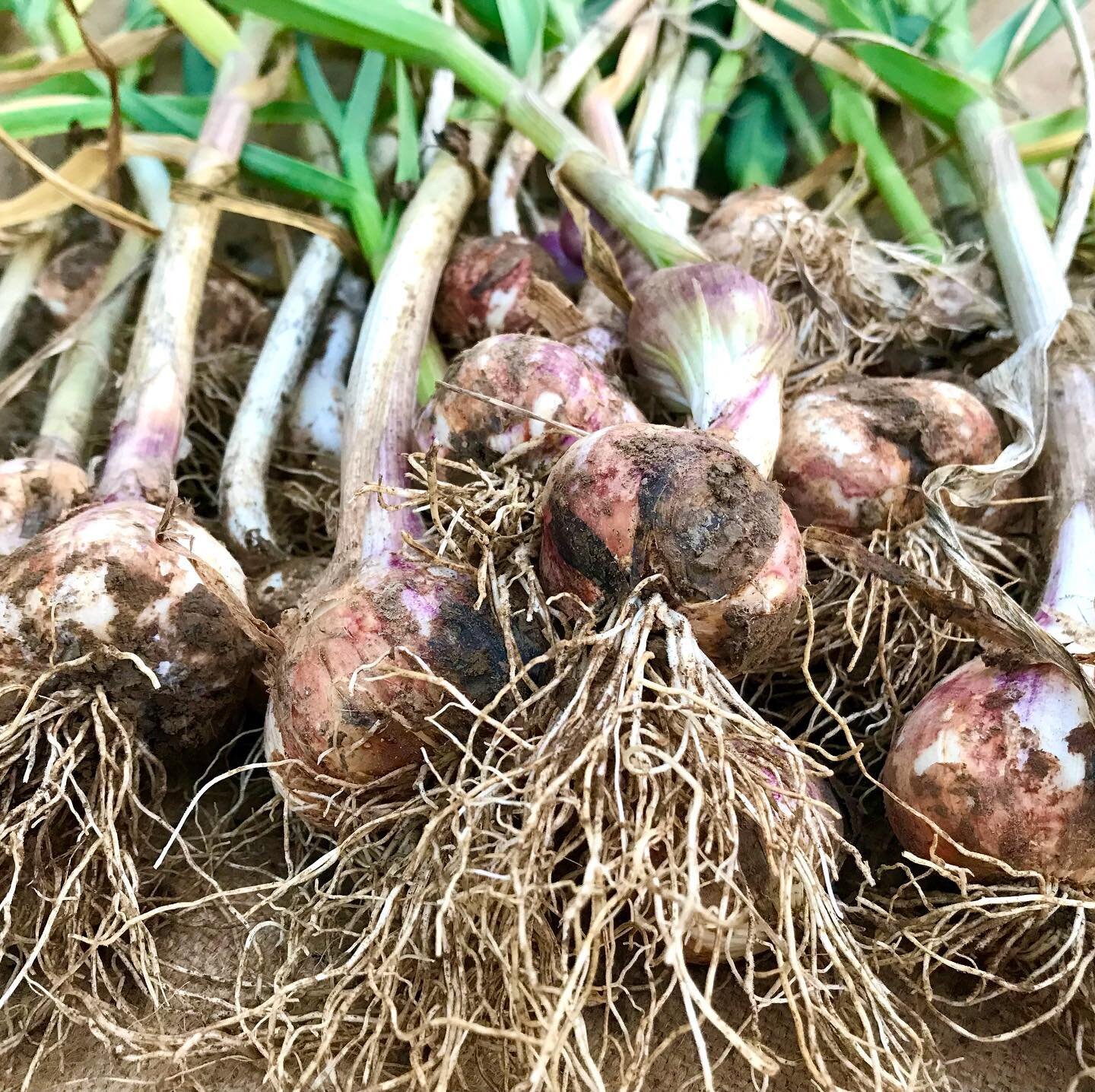 Our garlic harvest. 

A beautiful reward, at the end of a hot day. And homegrown ingredients for our sourdough pizzas. 

#localfood #fieldtofork #growyourown #rhygarhosod #ryeandroses #realbreadcampaign #machynlleth #growyourownpizza #localproducers 