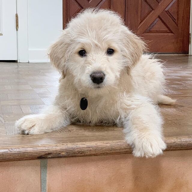 Another lovel &amp; smart puppy joins the pack ❤️🐶 @avdogtraining  #dogtraining #atlanta #sandysprings #buckhead #dogs #puppiesofinstagram #humpday #leaveacomment #dogs