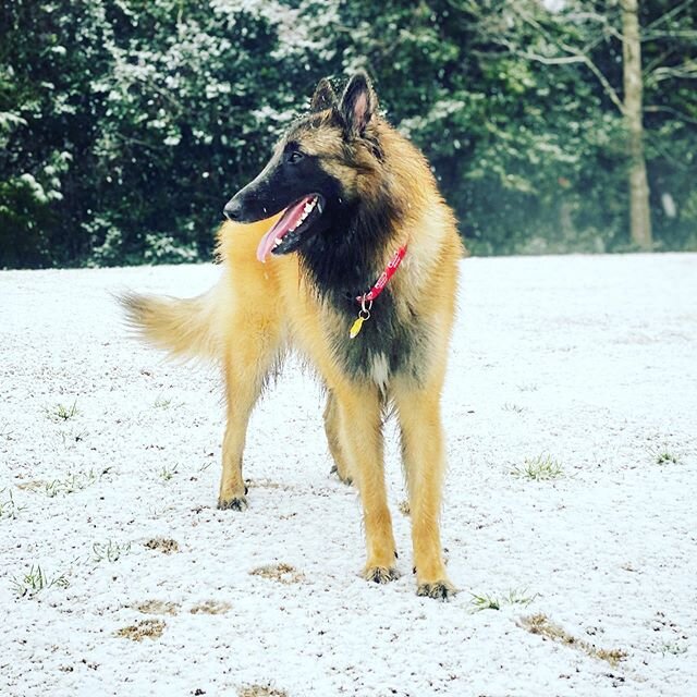 How many of our clients had fun in the snow this weekend? 
#snowdays #dogs #atlanta #buckhead #dogtraining #sandysprings #pics #dogsofinstagram #belgiantervuren #likes #share #tagus