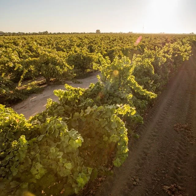 Oak Ridge vineyards, Lodi, California.