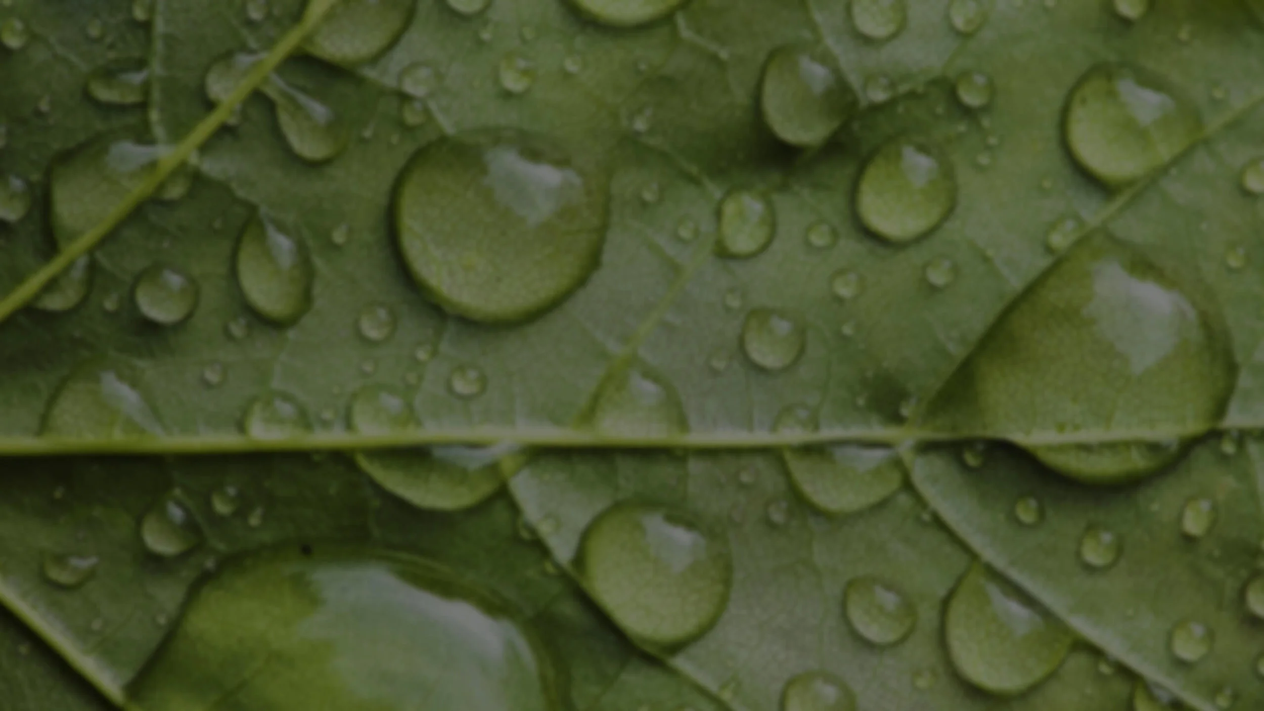 Banner_2_web.jpg