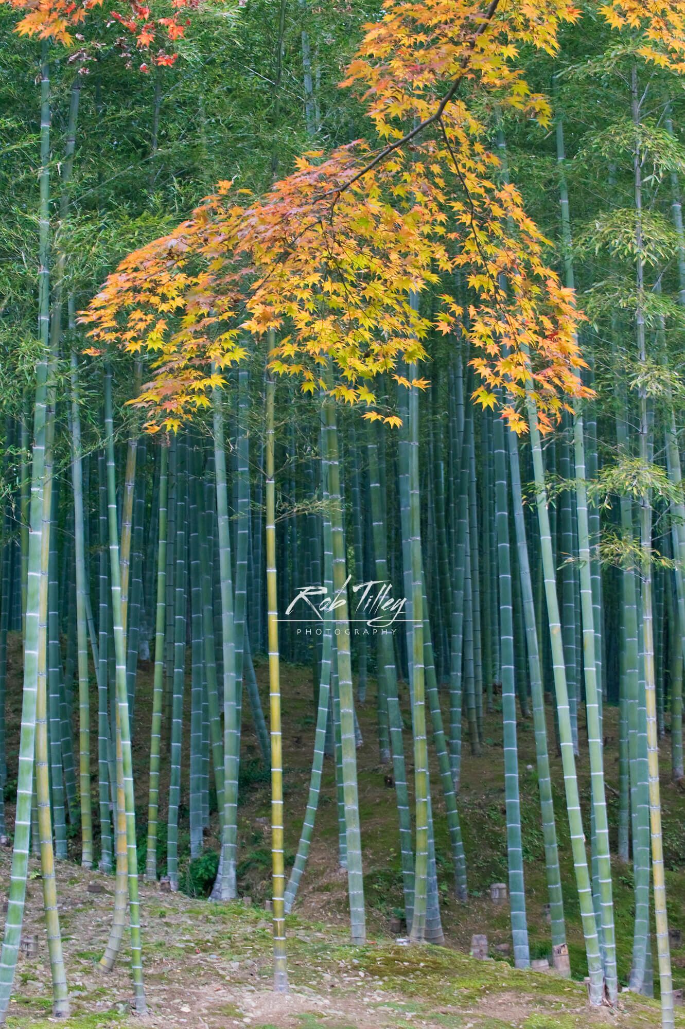 Autumn Bamboo Grove