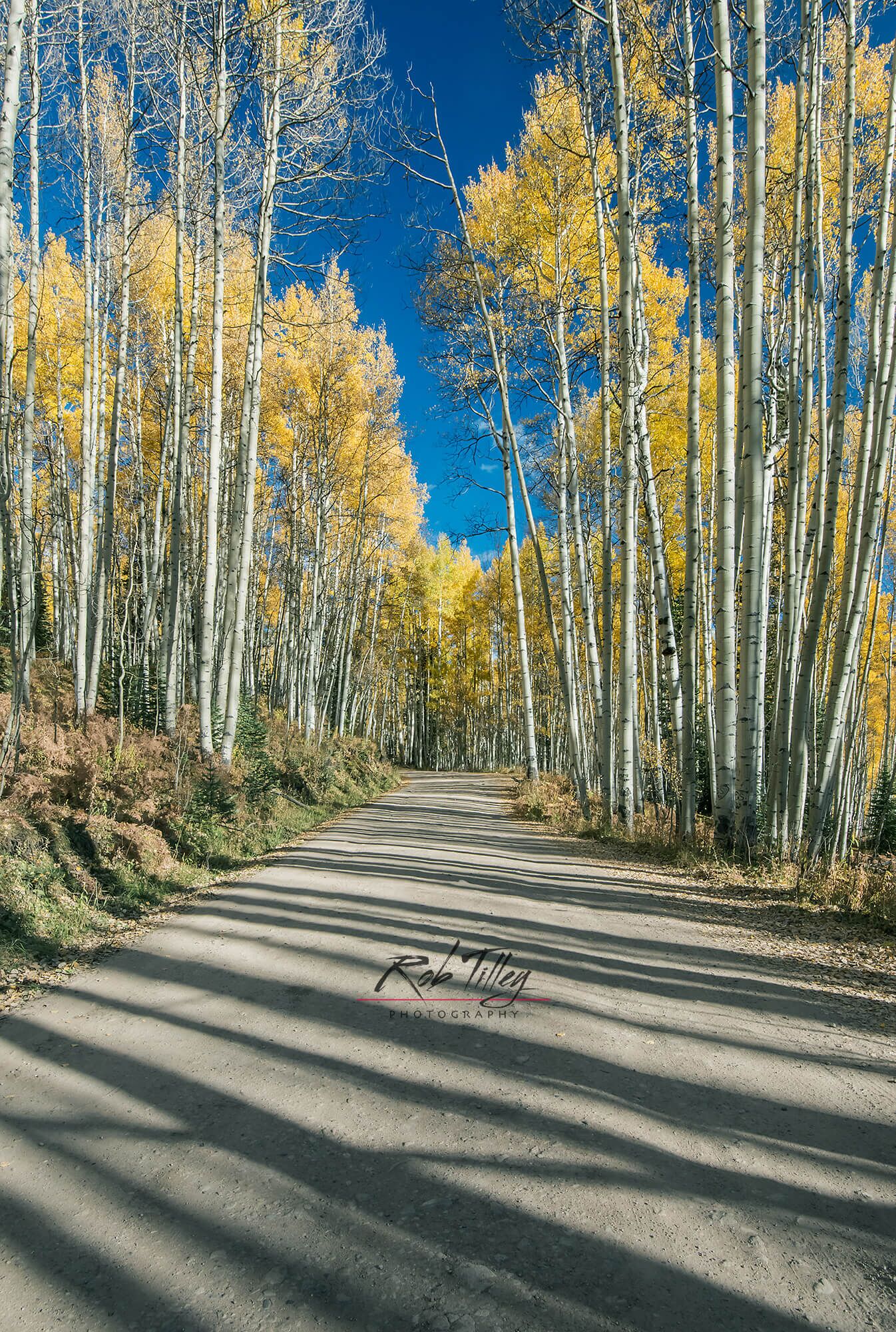 Autumn Shadows
