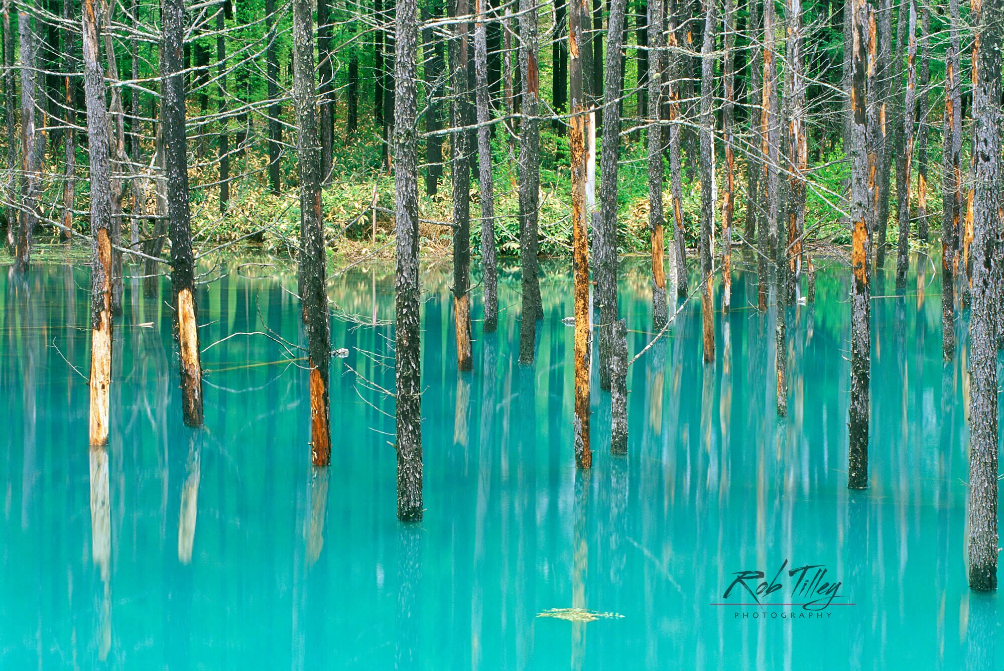 Blue Marsh