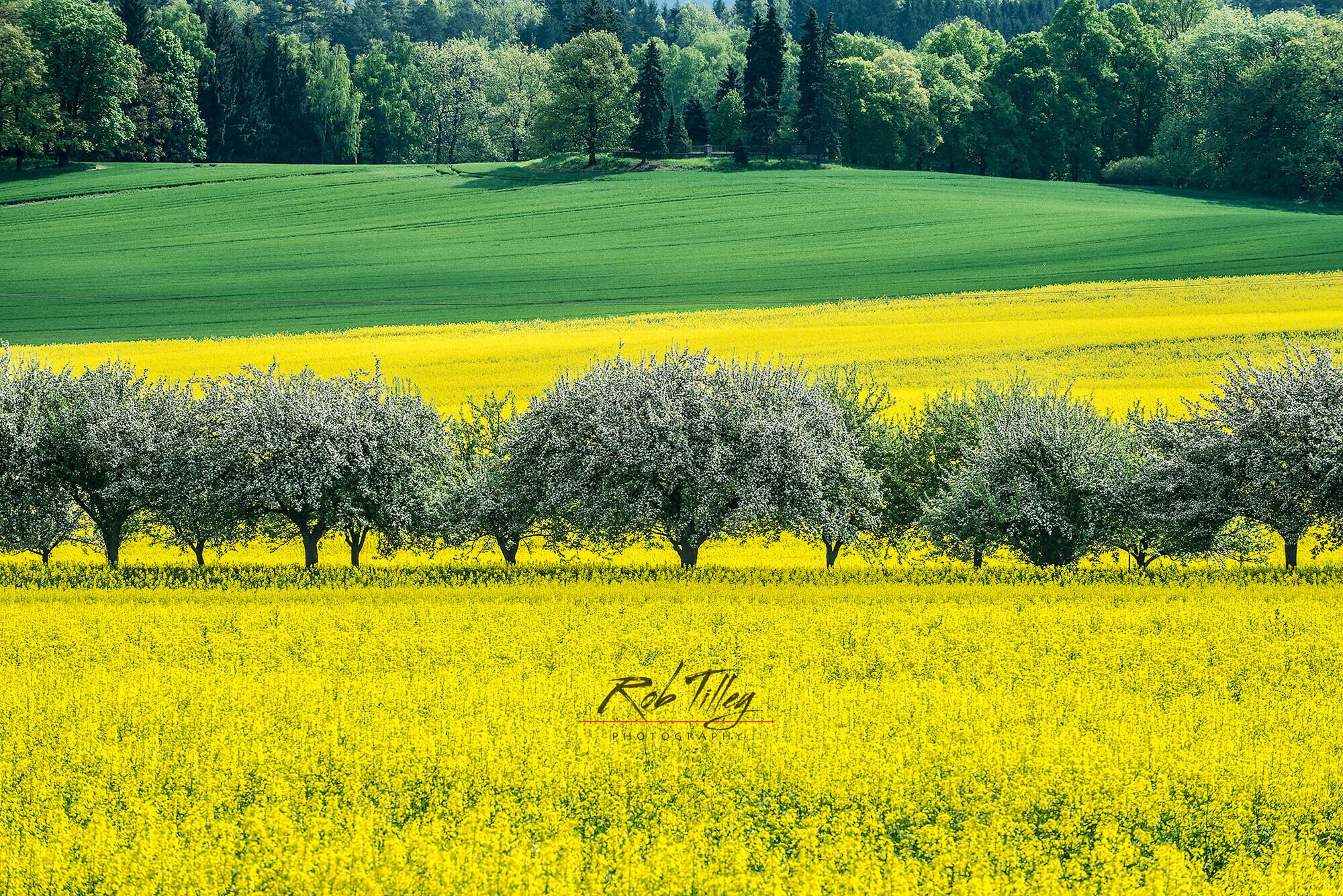 Bohemia Spring I