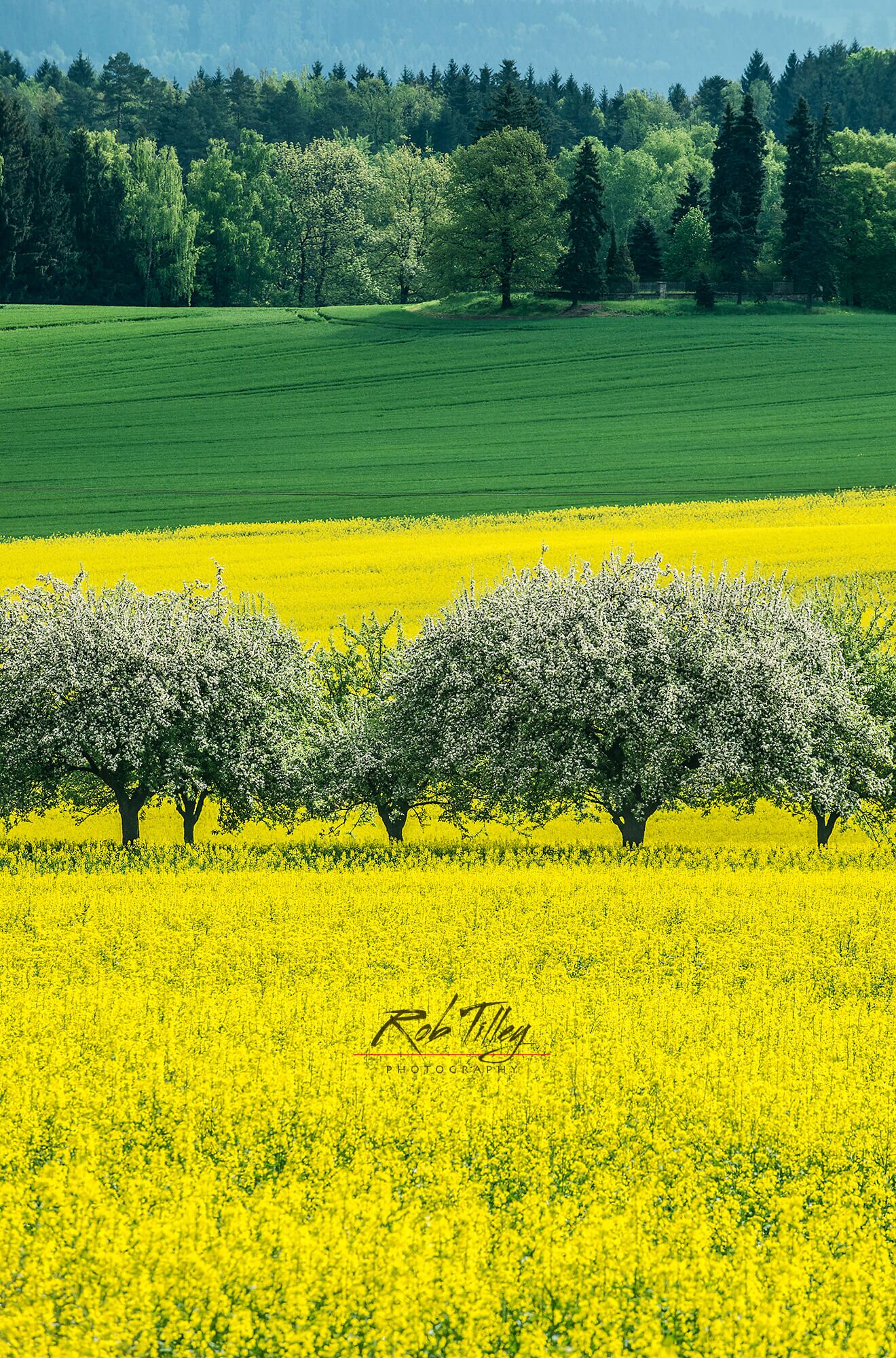 Bohemia Spring II
