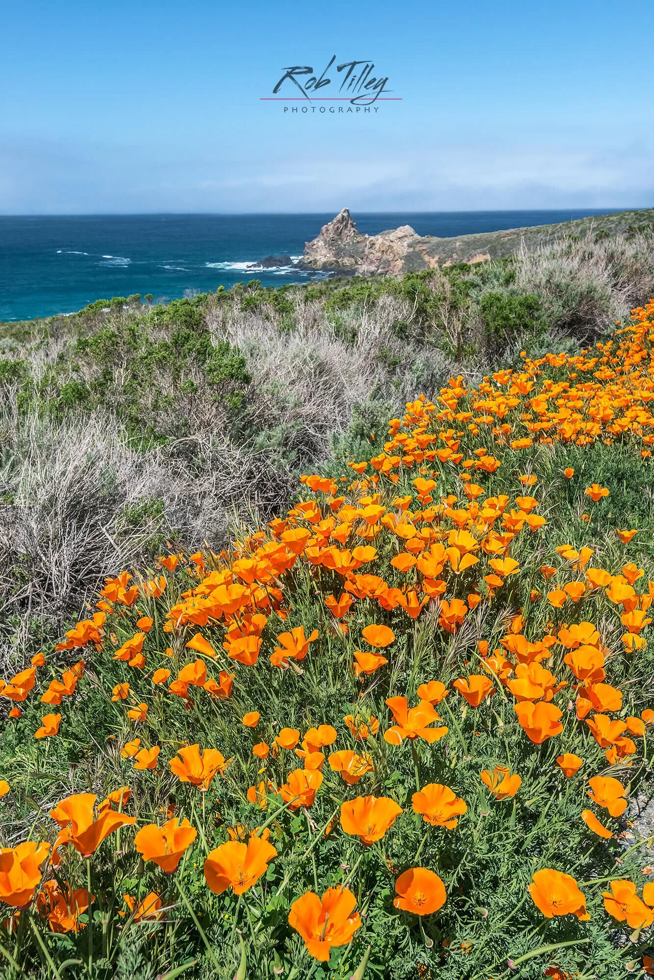 California Poppy Coast