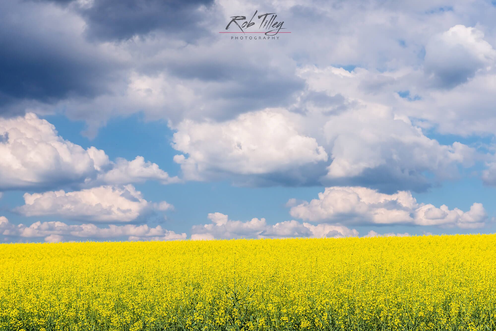 Canola & Clouds