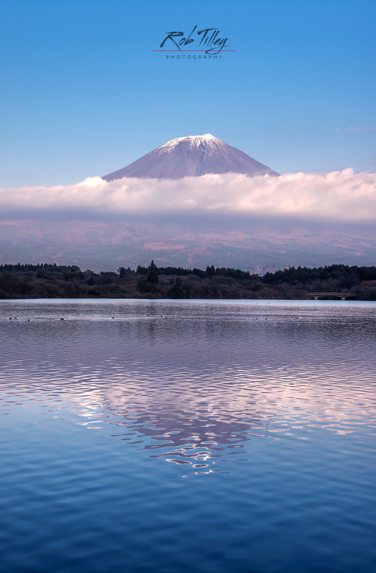 Mt. Fuji & Lake Tanuki II