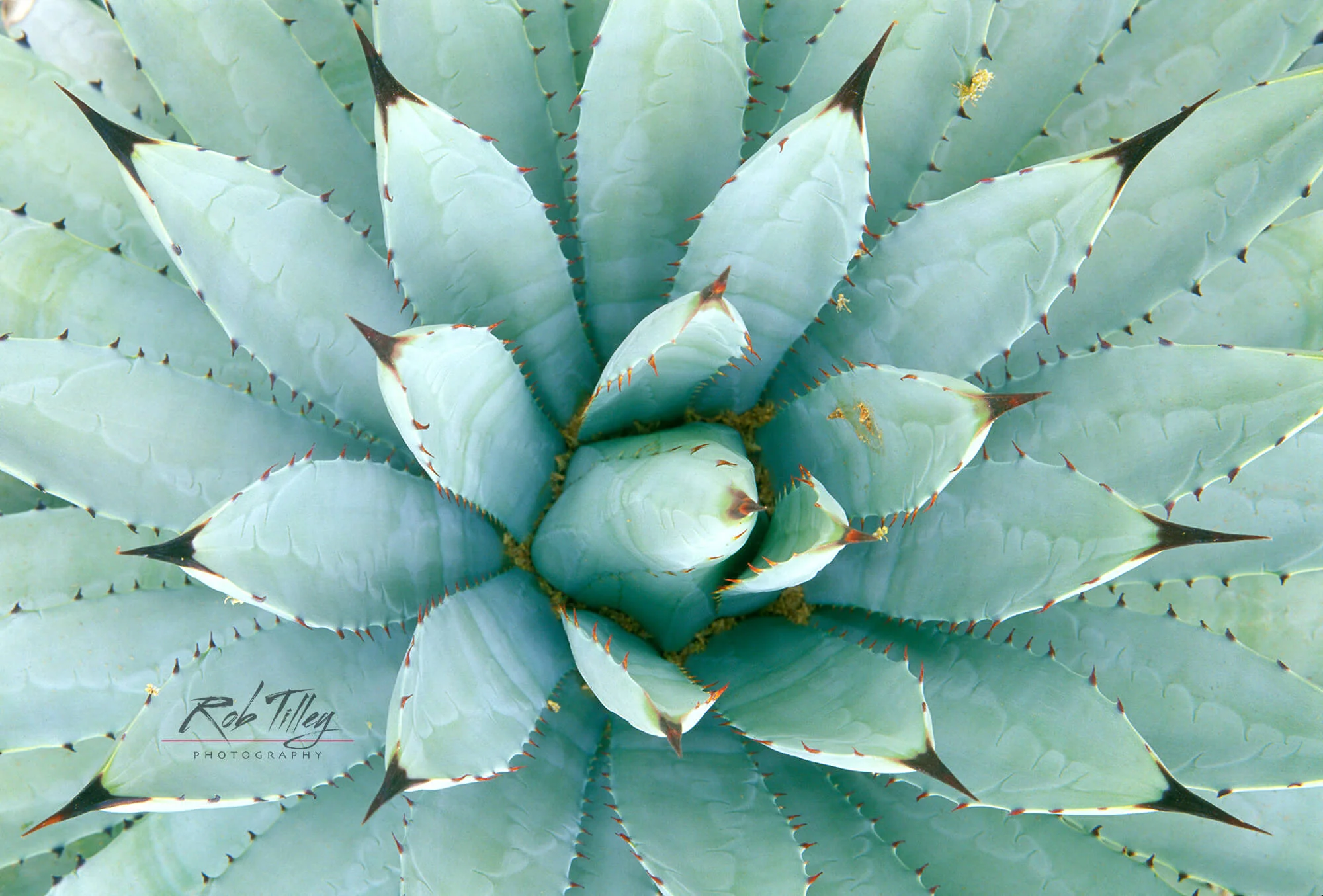 Agave I