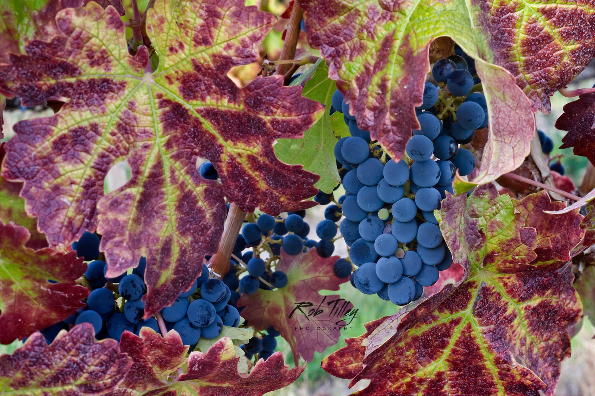 Cabernet Sauvignon Grapes I