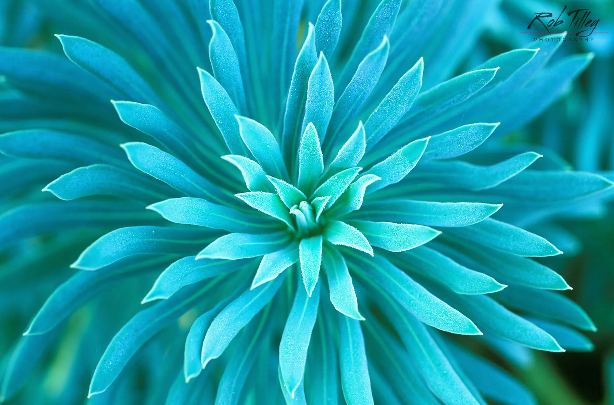 Euphorbia