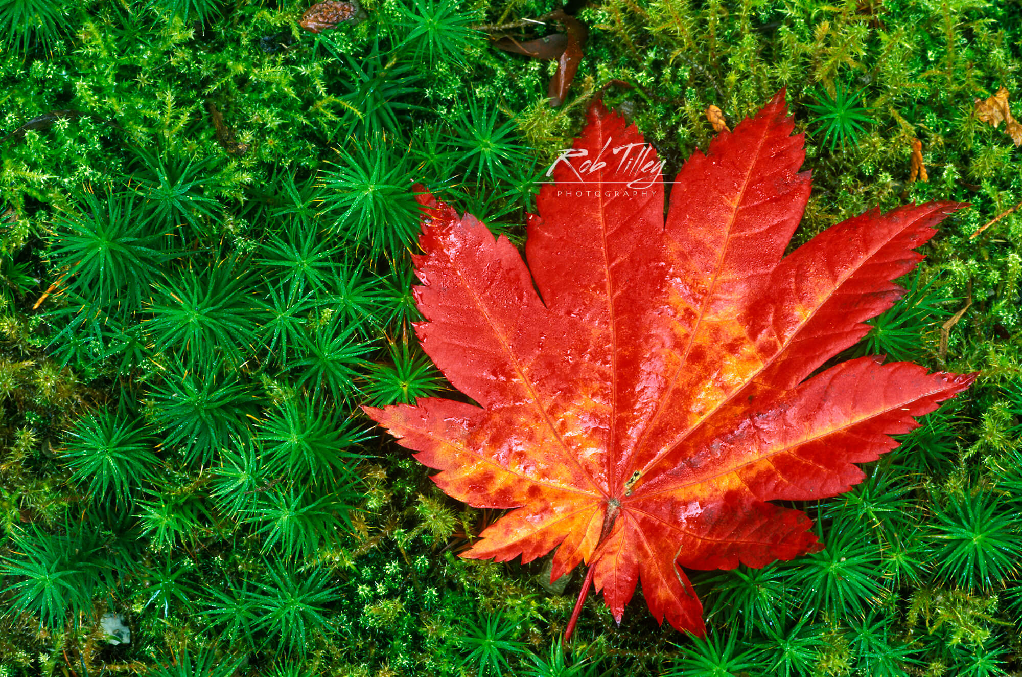 Japanese Maple Leaf on Moss