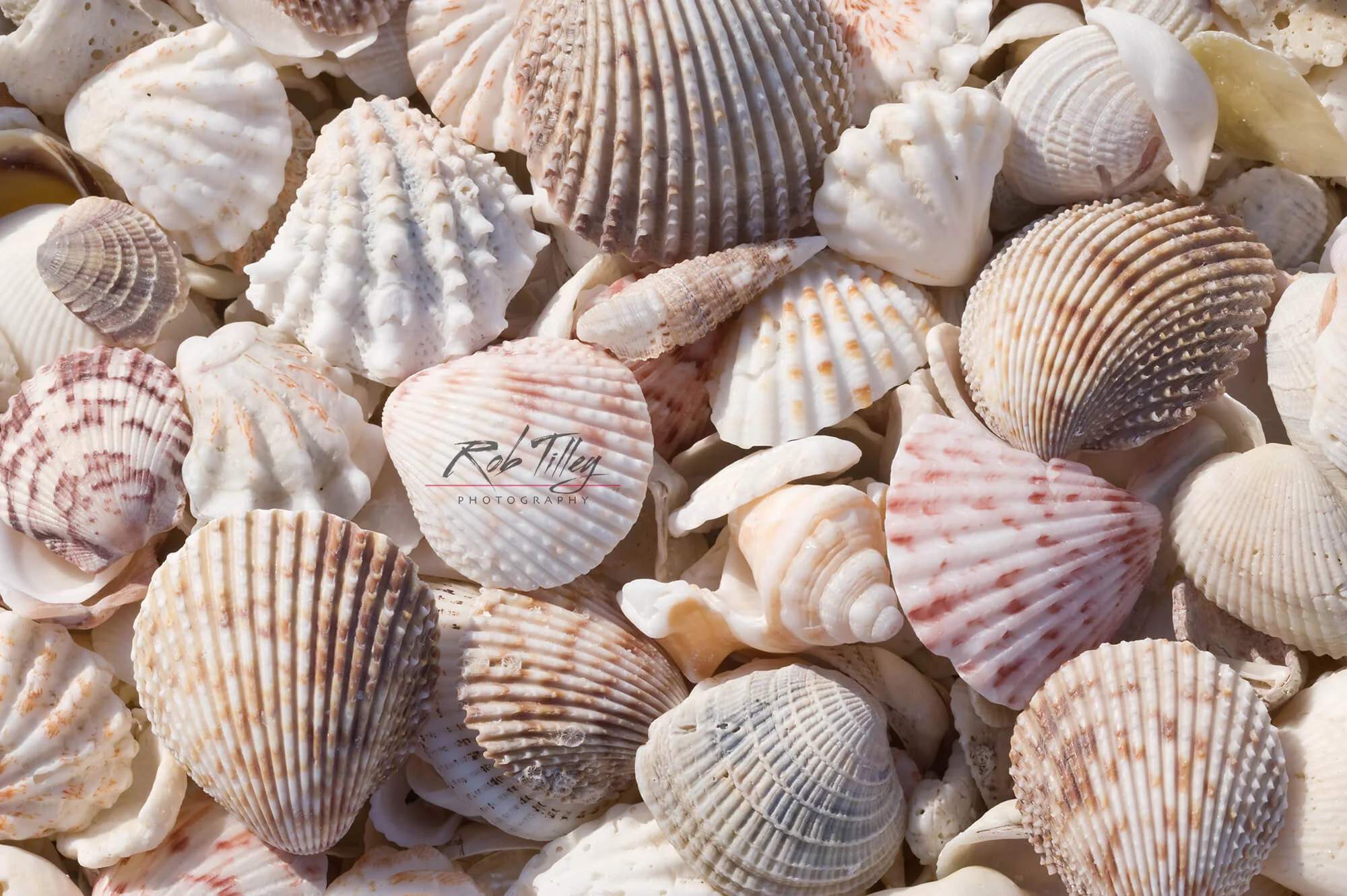 Seashells I