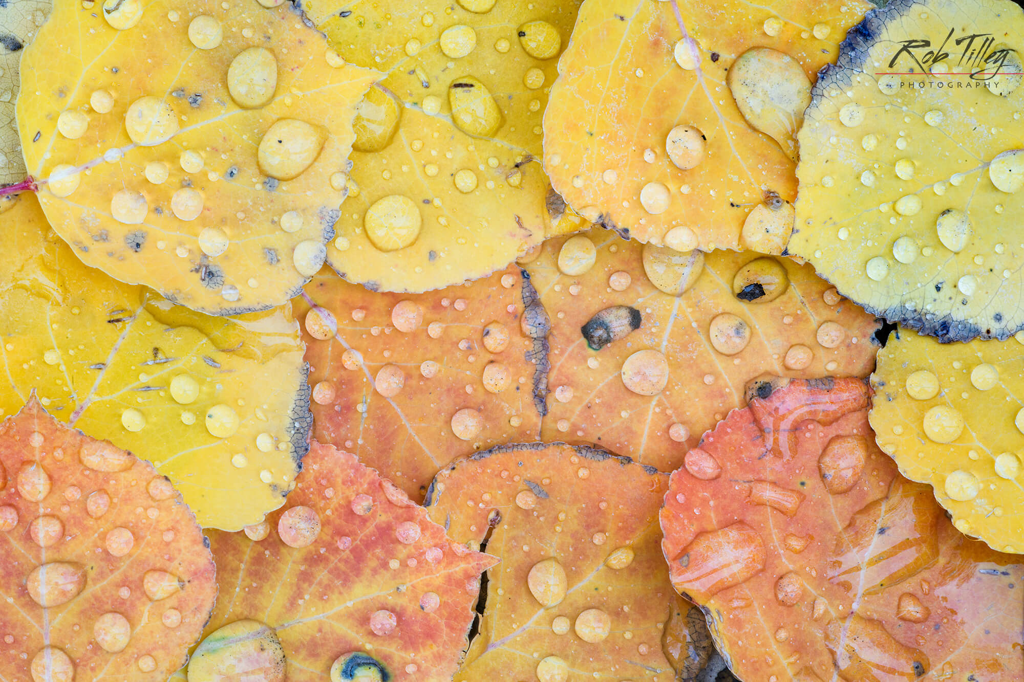Water Drops on Aspen Leaves