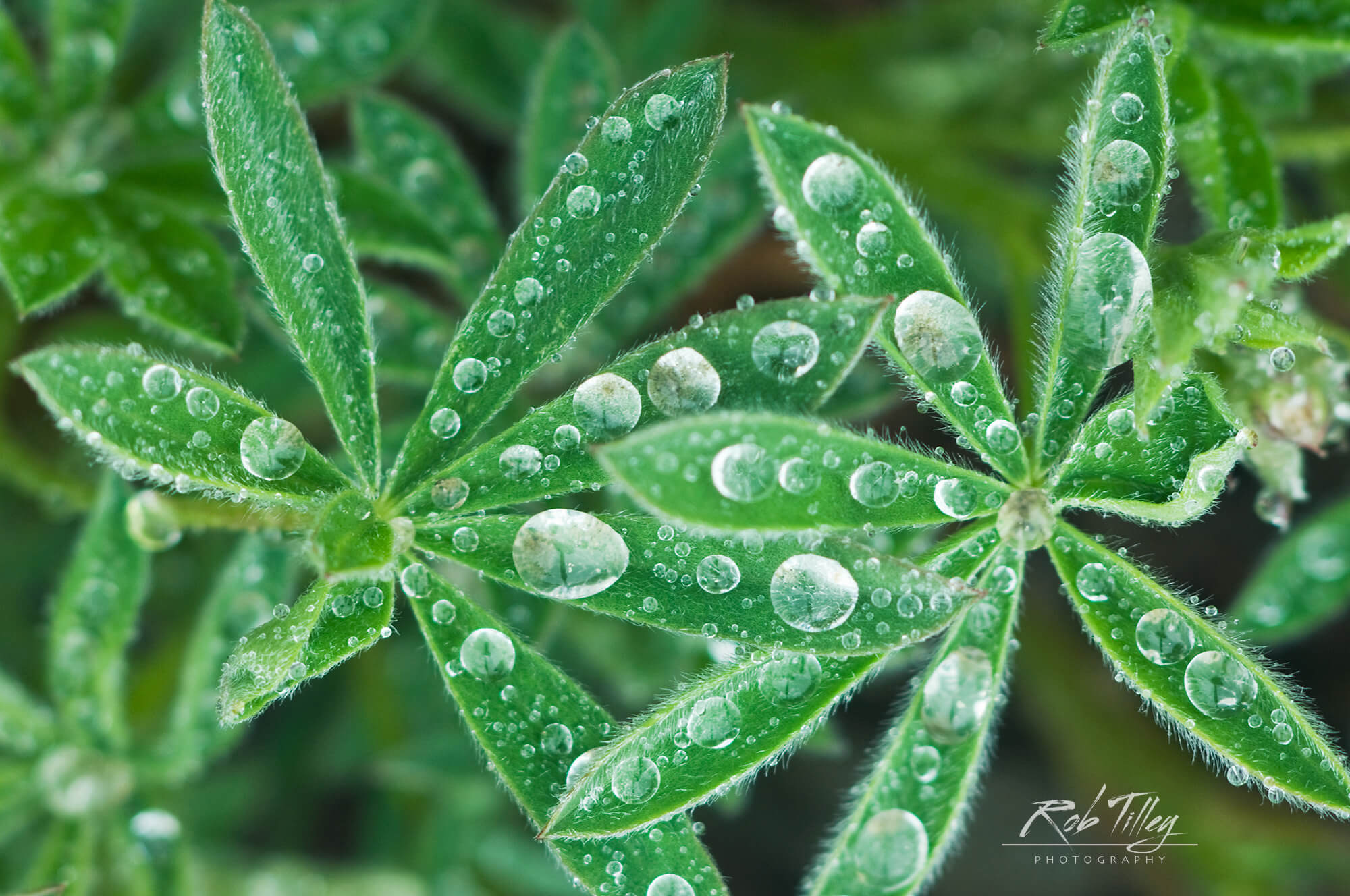 Water Drops on Lupine Leaves I