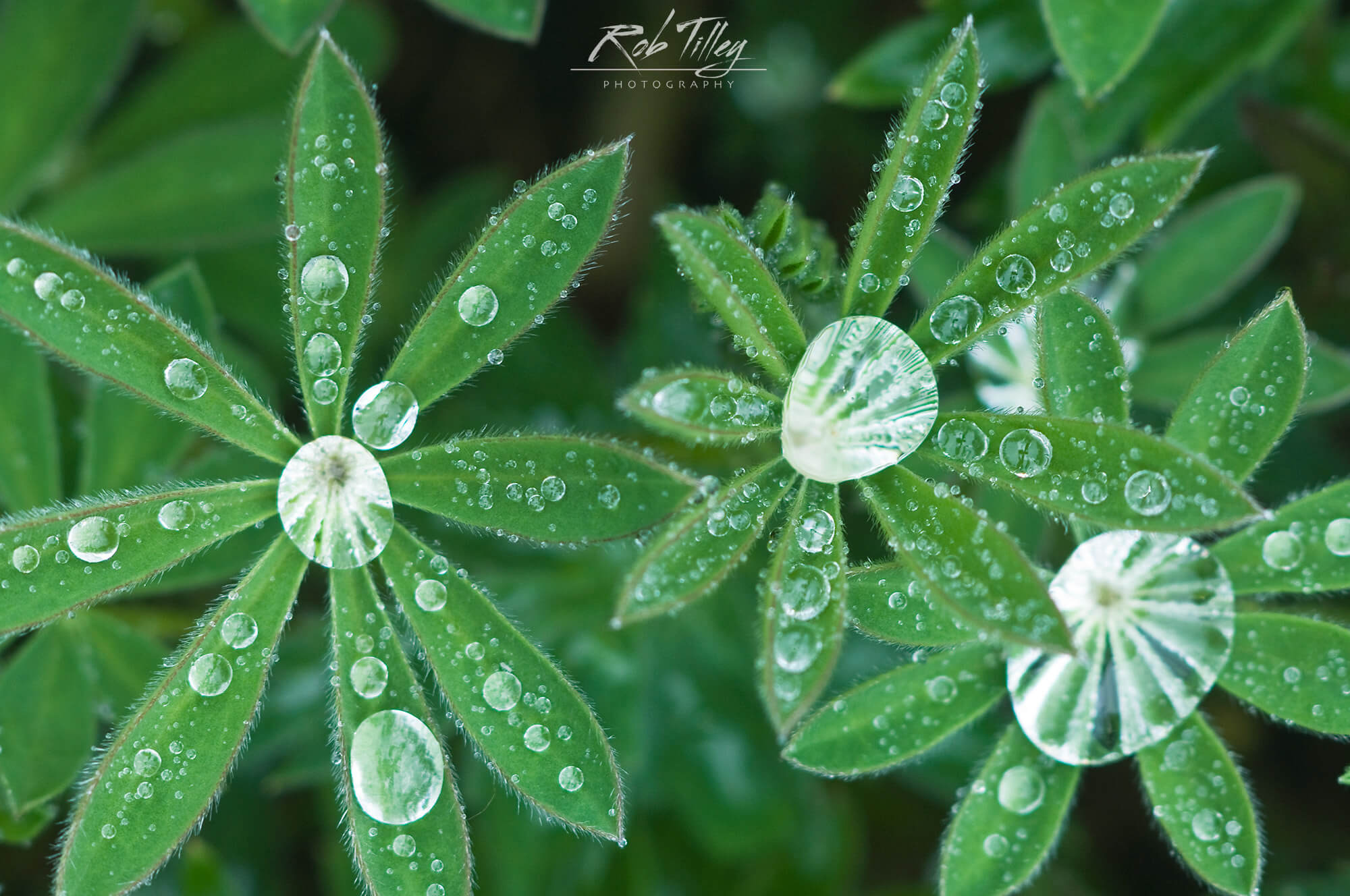 Water Drops on Lupine Leaves II