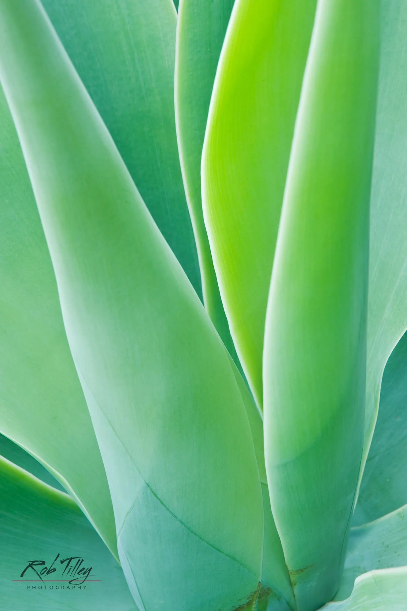 Agave V