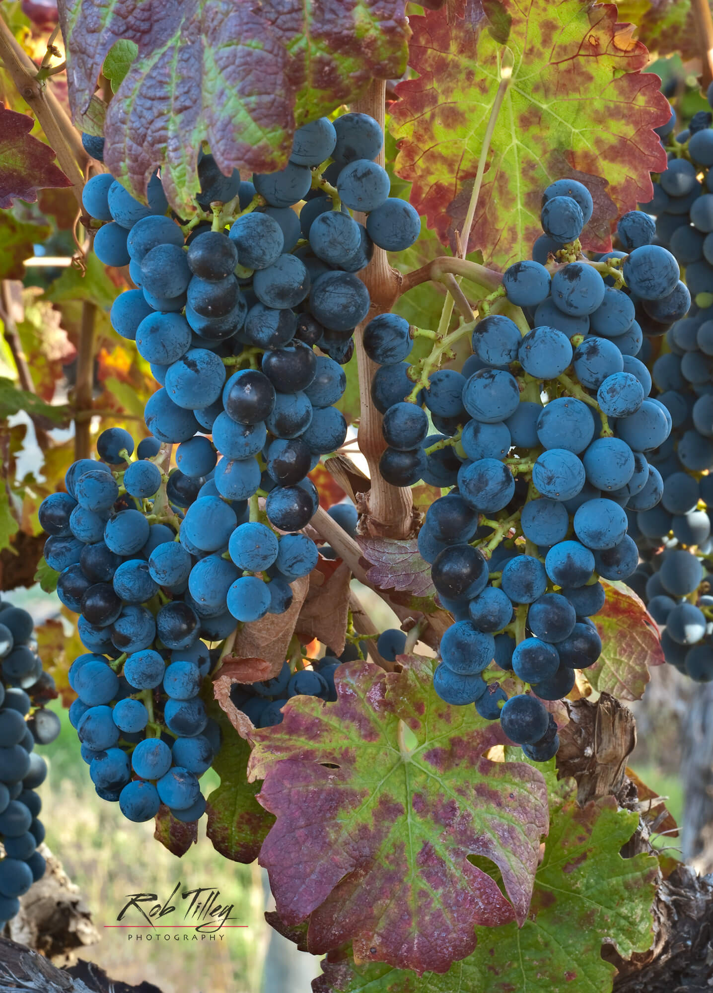 Cabernet Sauvignon Grapes II
