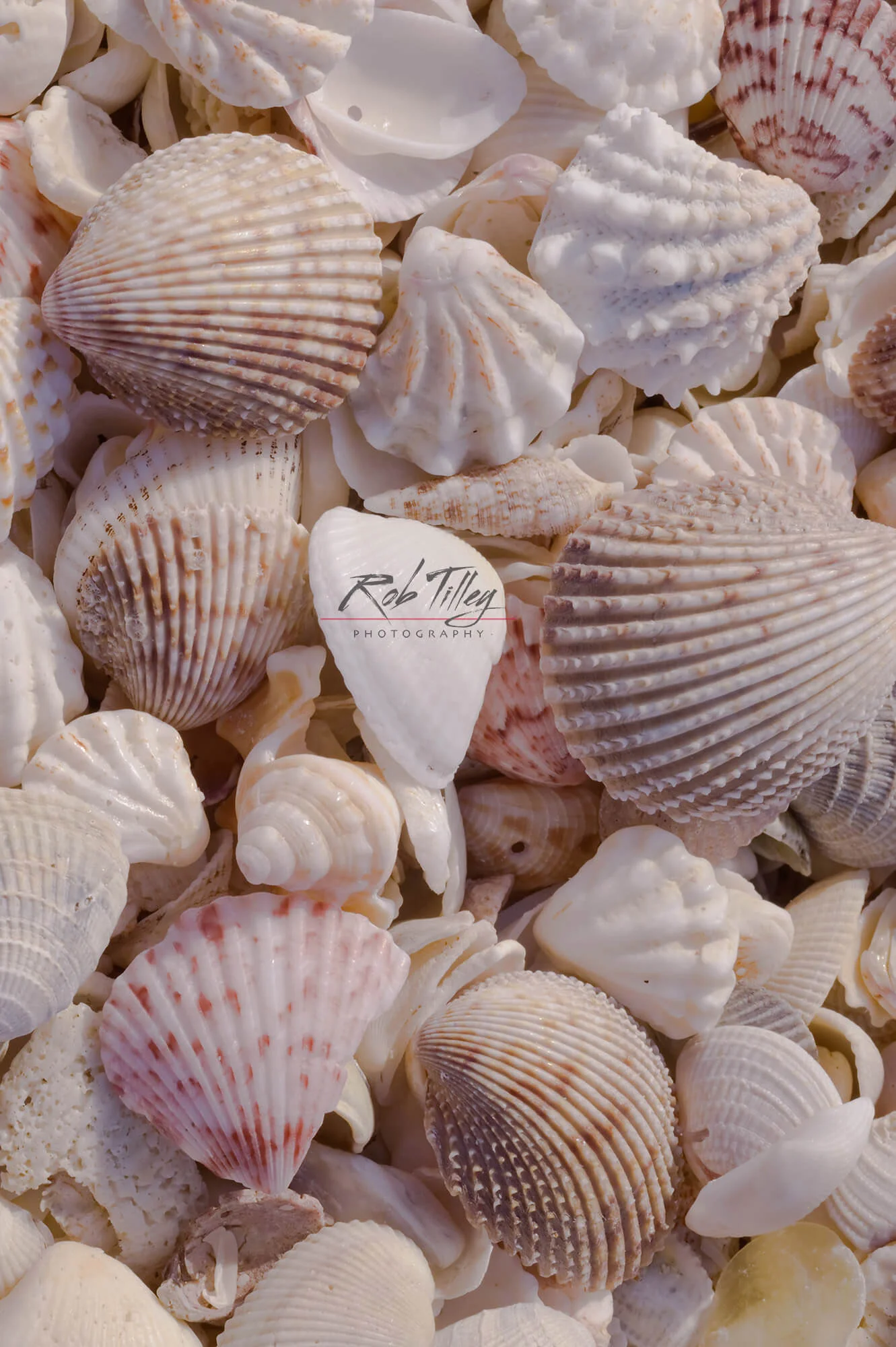 Seashells II